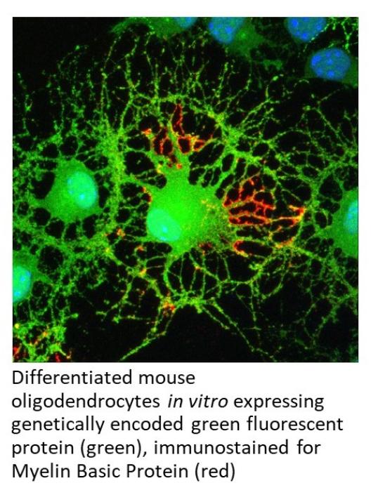 Differentiated mouse oligodendrocytes